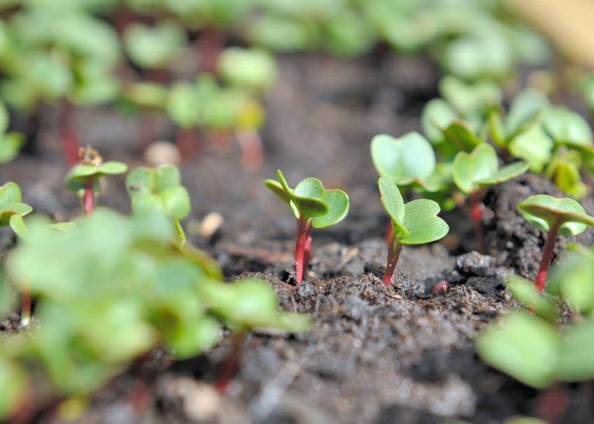 Radish Sprouts